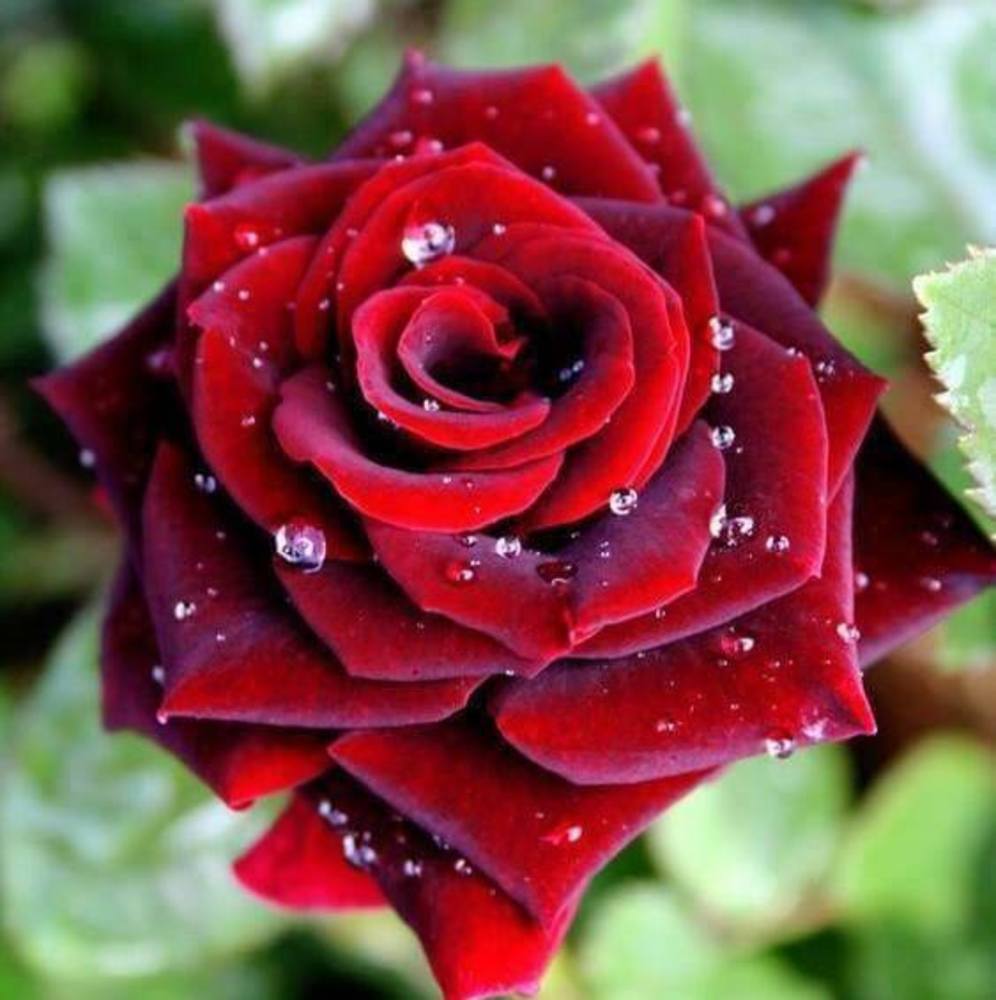 Meet your Posher, Garlene